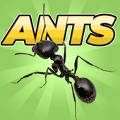 袖珍蚂蚁