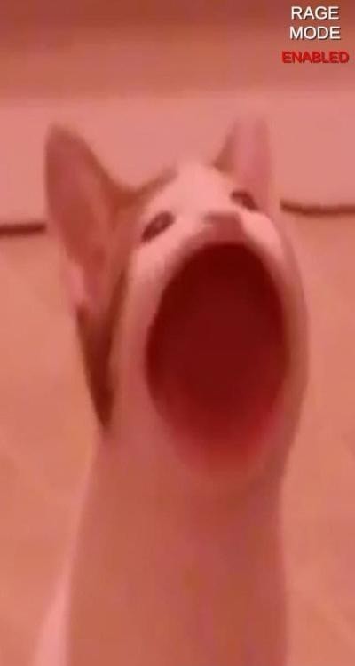 Pop cat meme
